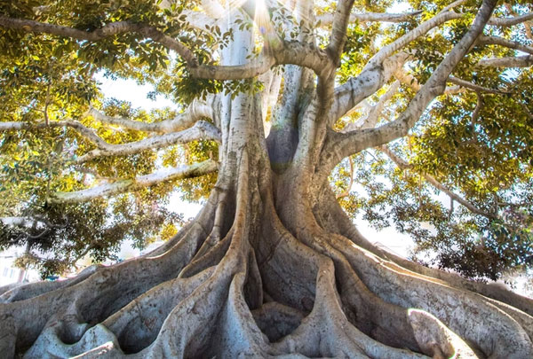 Image of old established tree likened to superannuation savings